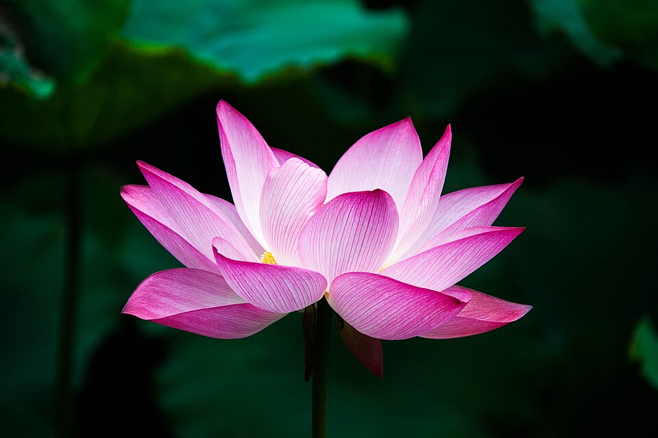 Pink lotus flower, sacred in Hindu worship