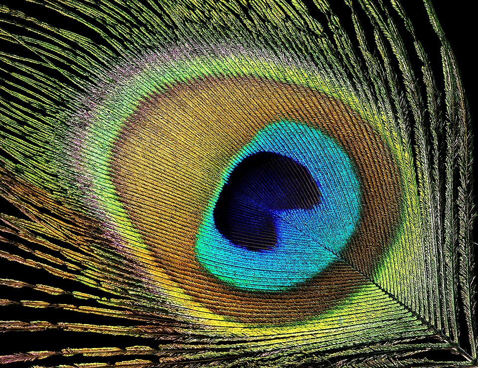 Peacock feather, associated with Lord Krishna